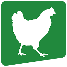 نرمافزار یکپارچه مرغداری گوشتی